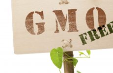 GMO free foods