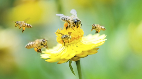 Bee populations are declining