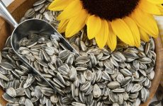 Sunflower Seeds Help Lower Blood Pressure