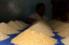 rice fattening