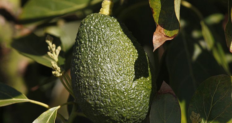 Starbucks Adds Avocado Spreads to Menu, Nutritionist Claims They are Less Healthy than Butter