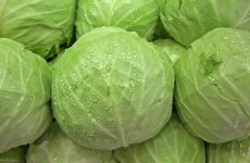 How to boil cabbage