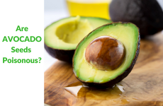 Are Avocado Seeds Poisonous