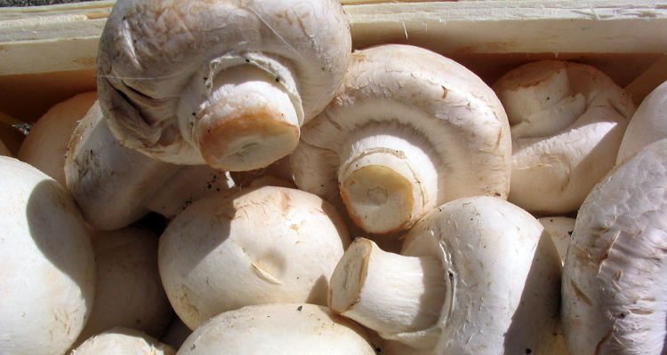 Do Mushrooms Go Bad