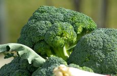 Vegetables Rich in Protein