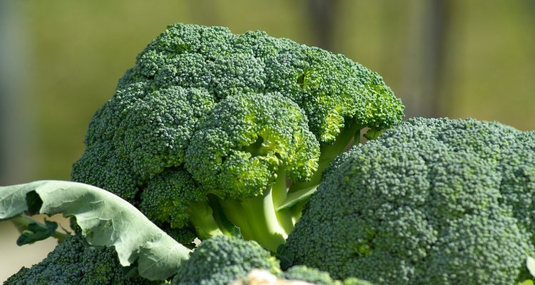 Vegetables Rich in Protein