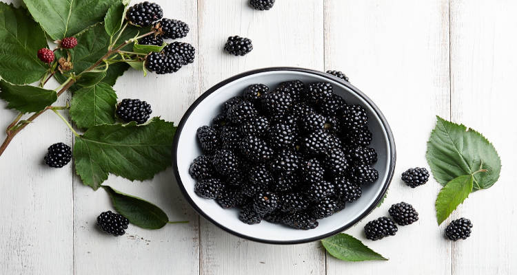 Boysenberry vs blackberry